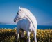 white_horse_black_bak.jpg